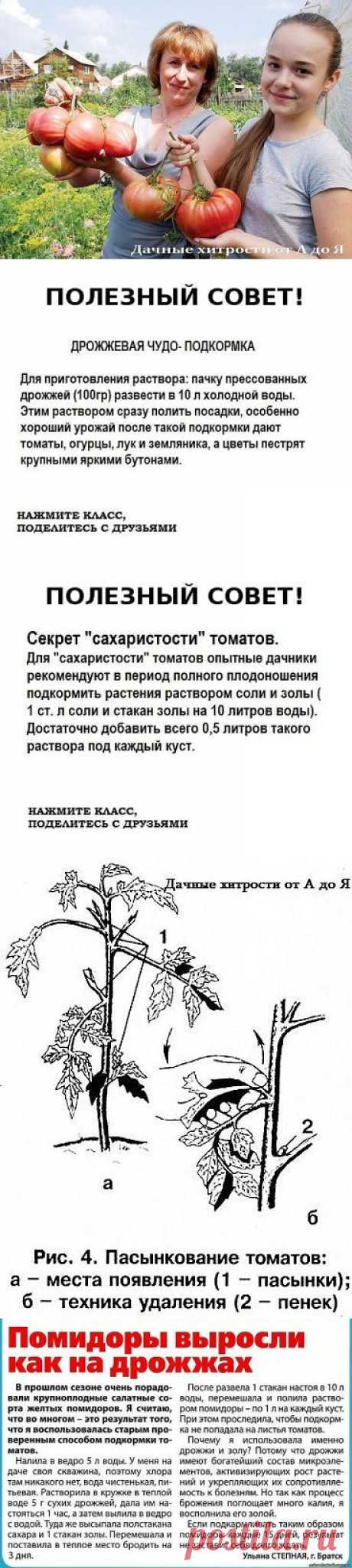 все секреты о помидорах и ухода за ними.