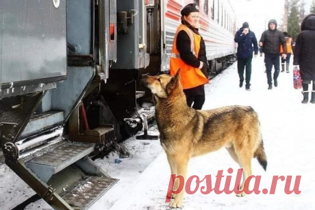 На перроне стояла старая &#8212; престарая овчарка со свалявшейся шерстью, обломанными когтями