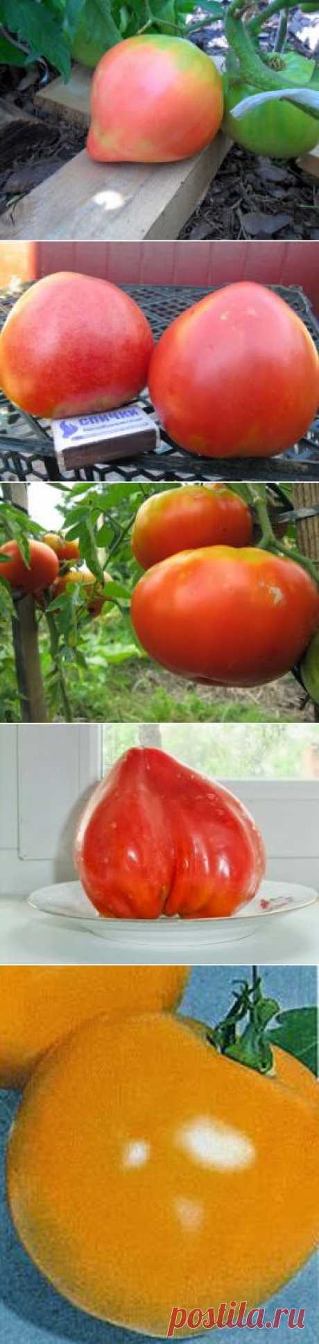 Вкусные помидоры: Крупноплодные томаты. Опыт выращивания в Сибири.