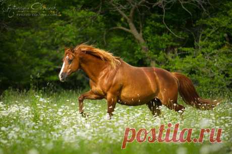 American Quarter Horses - Equine Photography Katarzyna Okrzesik