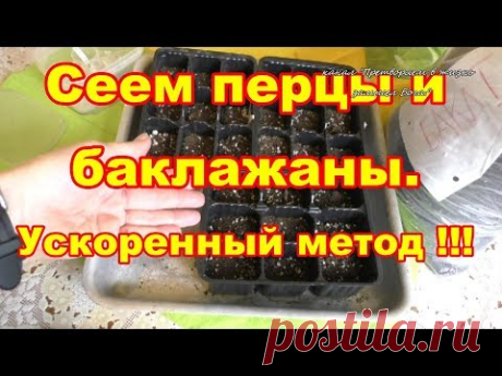 Сеем перцы и баклажаны,метод ускоренного выращивания!