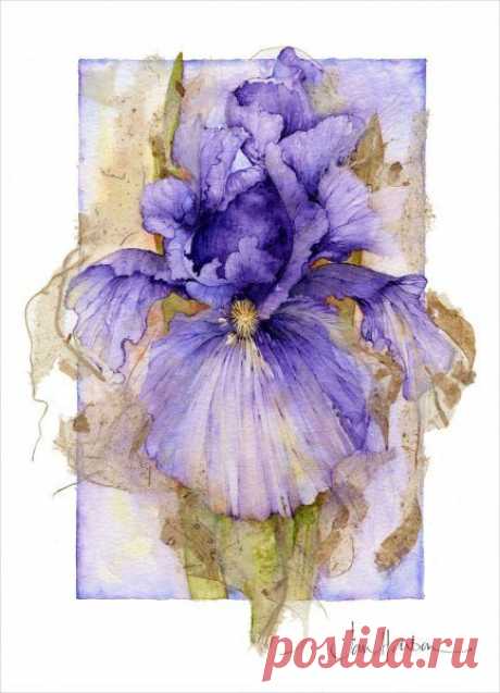 Jan Harbon. Purple Iris watercolor | FLORES ( ILUSTRACIONES ) | Pint…