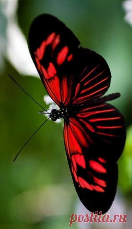 Doris Longwing Butterfly (Heliconius doris)
mystery-red-passion.tumblr.com из mystery-red-passion.tumbl  |   Pinterest • Всемирный каталог идей