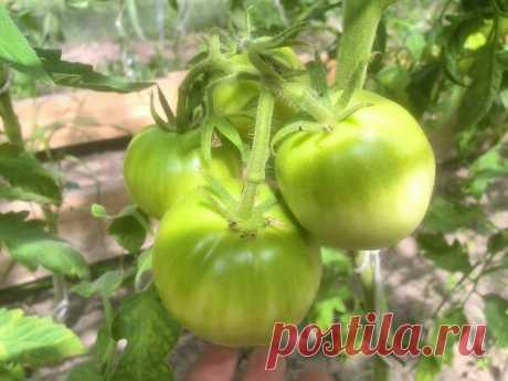 Чем полить томаты для роста плодов в теплице | Дачные секреты от Виктории Радзевской | Яндекс Дзен