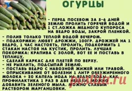 Сажаю огурцы по методу своей тётушки.

Прошлой весной мы ездили к родственникам в Белоруссию и привезли оттуда способ посадки огурцов в грунт, которым пользуется моя тетя, Надежда Ивановна, уже не один десяток лет. Для посадки она готовит следующие компоненты: перегной, древесную золу, кипяток и собственно семена. Инструмент, применяемый в этой операции, всем известен — это лопата. 

Копает небольшую грядку длиной 2 м и шириной 60–70 см. В ней делает лунки в шахматном поря...