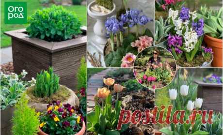 10 приемов для создания эффектного весеннего сада | Дизайн участка (Огород.ru)