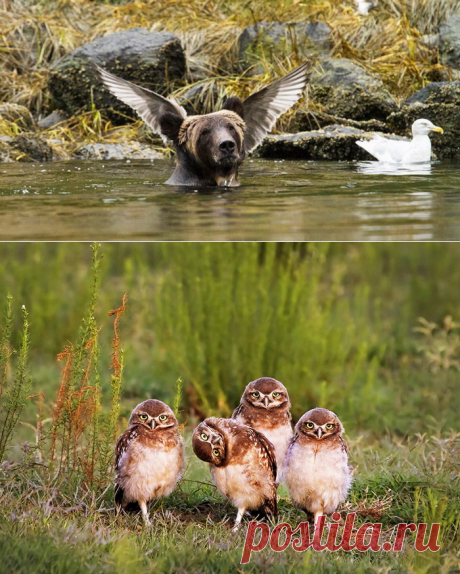 Смех да и только: 13 невероятно забавных фото диких животных