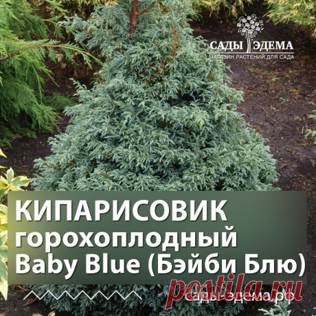 КИПАРИСОВИК горохоплодный Baby Blue (Бэйби Блю)  Срок доставки: Апрель-июнь 2023. Цена за единицу: 385 руб. (вместо 405 руб.)  СКИДКА 5 %  Возраст саженца: 1-1,5 года, 8 см , ЗКС, горшок Р9  Артикул: 01923-1: https://xn----7sbbobg3c8a6fva.xn--p1ai/katalog/hvojnye/kiparisovik/kiparisovik_gorohoplodnyj_baby_blue_bejbi_blyu/?ok

 КИПАРИСОВИК горохоплодный Baby Blue (Бэйби Блю)
 Артикул: 01923
 Цена за единицу: 735 руб. (вместо 774 руб.)  СКИДКА 5 %
 Возраст саженца: 1,5 года,...