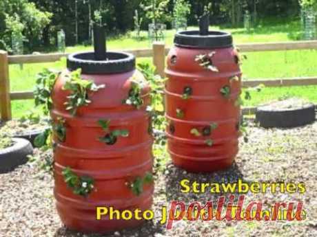 Growing plants in a barrel - YouTube