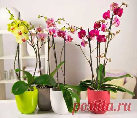 Как ухаживать за орхидеей в домашних условиях: после покупки, после цветения, особенности ухода и пересадки, полезные советы