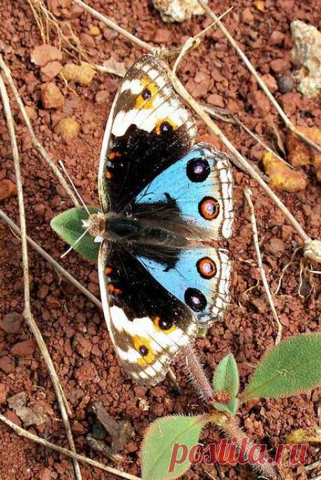 Blue Pansy male butterfly (Junonia orithya), Nymphalidae  
flickr от Mangiwau  |  Pinterest: инструмент для поиска и хранения интересных идей