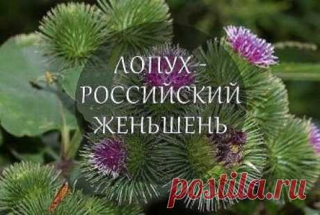 ЛОПУХ — РОССИЙСКИЙ ЖЕНЬШЕНЬ.
 
Лопух – это российский женьшень, чудо-корень, запасы его неограниченны. Используется как пищевое растение и для лечения рахита, при аллергиях, диатезах, почечнокаменной болезни, подагре, сахарном диабете, холецистите, гепатите, запорах, геморрое, экземе, псориазе, артритах, облысении, фурункулах, сыпях; лихорадках, мастопатиях, задержке месячных, в онкологии.

Действует как потогонное, мочегонное, жаропонижающее, противовоспалительное, антито...