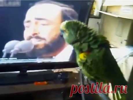 Когда этот попугай увидел видео с Лучано Паваротти - все открыли рты!