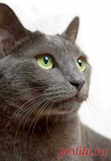 Health Problems in Russian Blue Cats - Annie Many