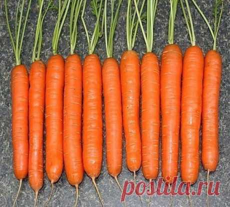 Интересные новости    Секрет выращивания моркови!