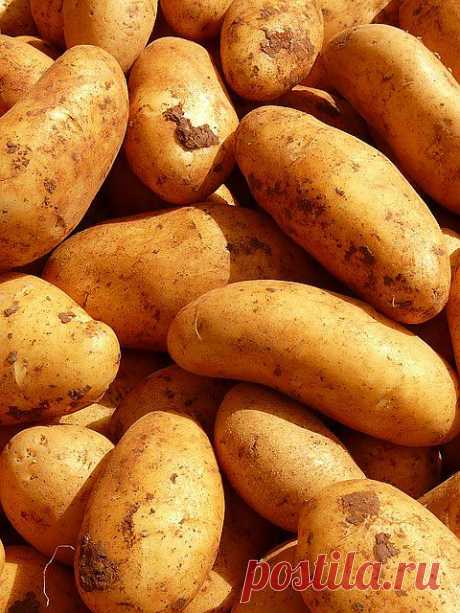 Картофель – секреты большого урожая из года в год | ОГОРОД БЕЗ ХЛОПОТ
