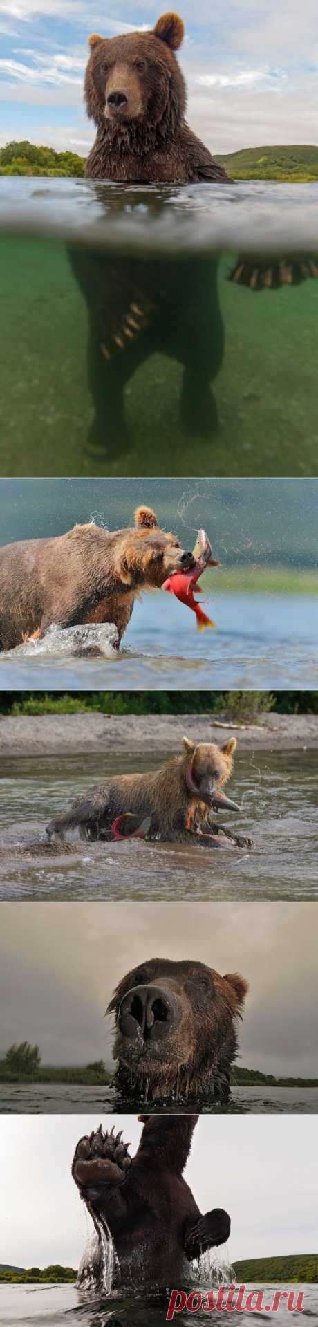 Впечатляющие снимки медведей и не только