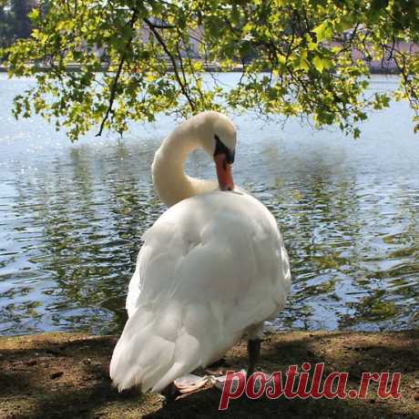 Schloss Benrath - Swan by the Pond | GRACEFUL SWANS