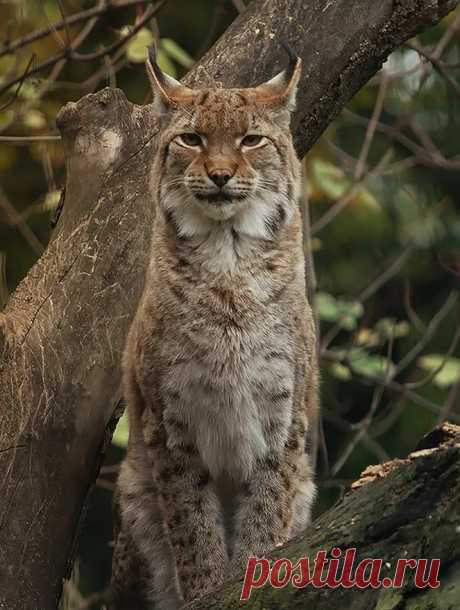 Lynx+Model.jpg (663×879)