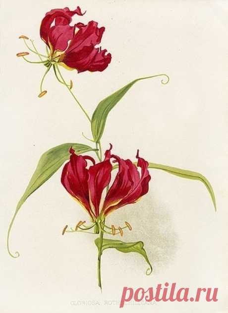 W. Robinson手绘水彩花卉－堆糖，美好生活研究所