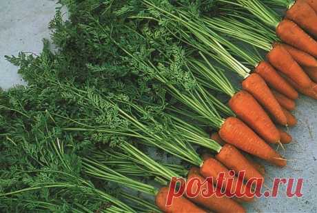 Маленькие секреты крупной моркови
