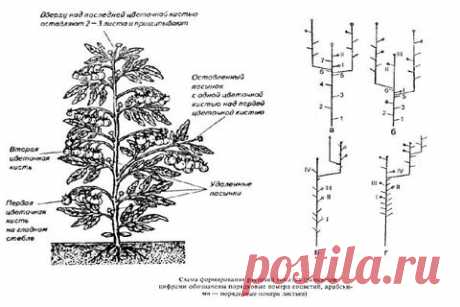 Как формировать томаты в один, два и три стебля в теплице и открытом грунте