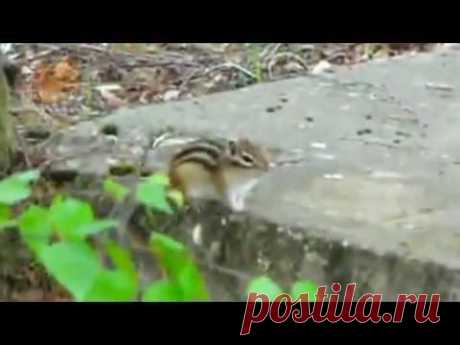 Бурундук не успел испугаться и удрать. Chipmunk, squirrel