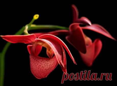 Орхидея: значение цветка, символ каждого цвета орхидеи, фото
