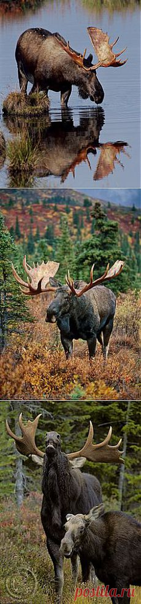 Moose в Pinterest
