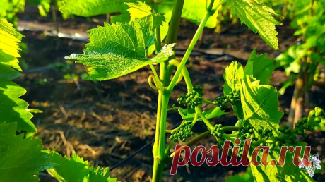 Одна из важнейших зелёных операций на винограднике. Удаление пасынков | Виноград VM | Яндекс Дзен
