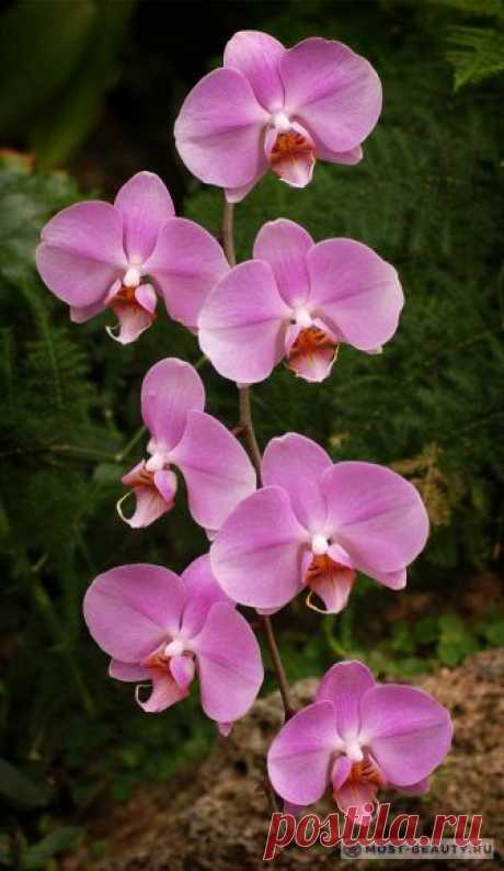 Самые красивые орхидеи в мире. Больше, чем просто цветы (45 фото)
