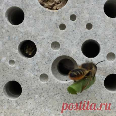 Пчелиные кирпичи становятся обязательным требованием при планировании новых зданий в Брайтоне - Decor Design