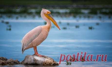 В заповеднике Калмыкии обустроят кордон "Пеликан" для наблюдений за краснокнижными птицами | Живой мир - природа