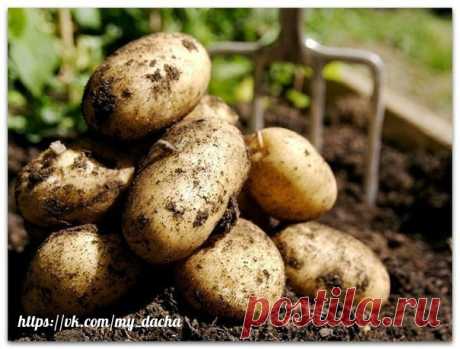 Девять советов для высокого урожая картофеля.