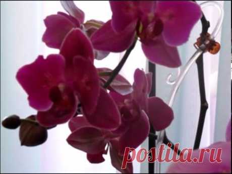''Правила'' подкормки орхидей