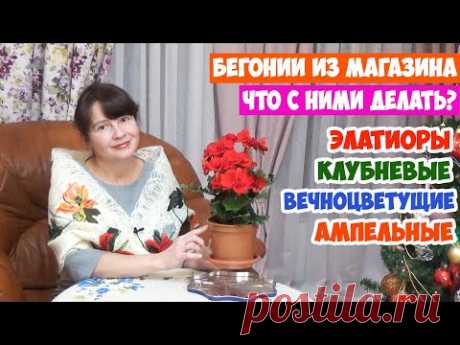 Бегонии из магазина! Как ухаживать и пересаживать? Элатиор, Клубневые, Ампельные, Вечноцветущие...