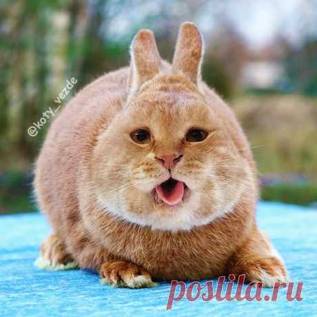 Rabbit  @gupitaro 🐇
My merch - @kotomerch
.
#кот #котик #коты #cat #cats #catsofinstagram #catsagram  #Photoshop #meme #memes #catmeme #funnycats #humor #юмор #humor #cats_of_instagram #catsofworld #catlover 
#animal #animals #猫 #lol
#rabbit #rabbits #bunny #кролик #rabbitsofinstagram #rabbitstagram
. 
You can support me by buying a mix with your pet or at Patreon!