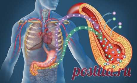 Что любит поджелудочная? Какие продукты сделают этот капризный орган здоровым