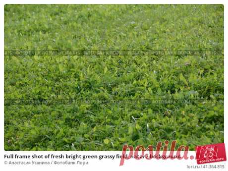 Full frame shot of fresh bright green grassy field, nature background Стоковое фото, фотограф Анастасия Усанина / Фотобанк Лори