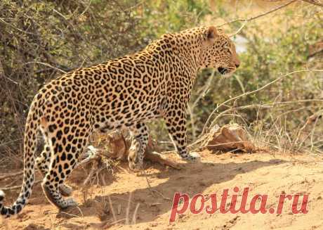 Leopard Leopard in Kruger Park South Africa near Lower Sabie Rest Camp. photographed from a VW Polo hire car.