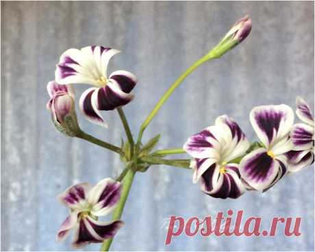 Species hybrids | Pelargonium – Edgar's site