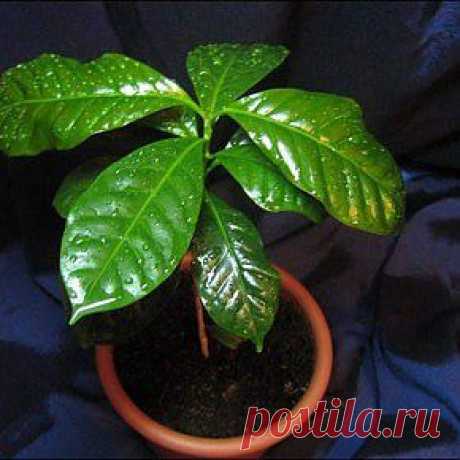 Выращивание кофейного дерева в домашних условиях | Maiden.com.ua