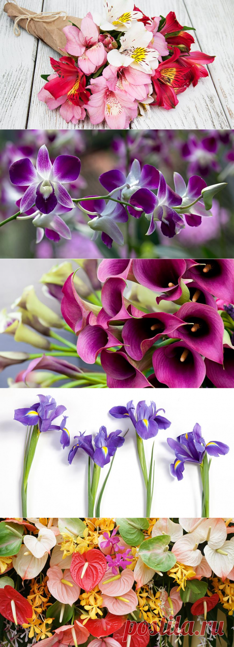 Какие цветы подарить на 14 февраля и 8 марта: ТОП 10 самых красивых цветов для праздничного букета