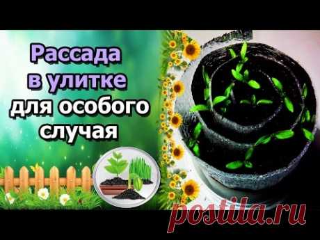 🍅УЛИТКА ДЛЯ РАССАДЫ - ЭКОНОМНОЕ РЕШЕНИЕ. ПИКИРУЮ ТОМАТЫ В УЛИТКУ.