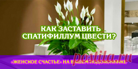 Как заставить Спатифиллум цвести? «Женское счастье» на вашем подоконнике | Полезные советы