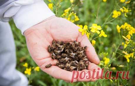 Как лечить суставы пчелиным подмором | Журнал "JK" Джей Кей