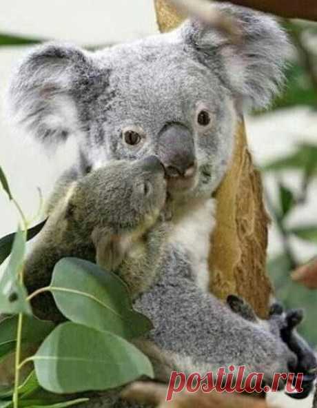 Koala  | Nancy Bushey приколол(а) это к доске Wildlife