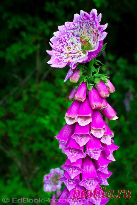 Наперстянка цветок аномалия отображается в верхней части растения | EdBookPhoto
