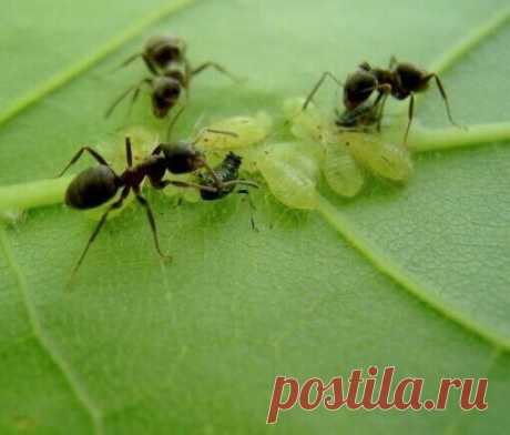 Пищевая сода - средство от муравьев в огороде