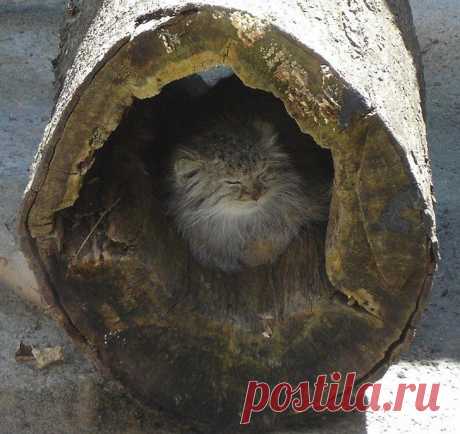 Большие котики тоже любят коробки • НОВОСТИ В ФОТОГРАФИЯХ